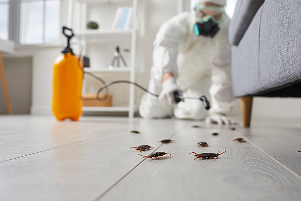 Commercial Kitchen Cockroach Control in Brambleton